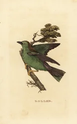 Garrulous roller eller European roller, Coracias garrulus