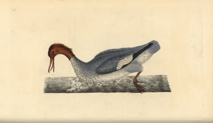 Gåsand, Mergus marganser, hunn. Håndfarget kobberplate tegnet og gravert av Edward Donovan fra hans egen "Natural History of British Birds," London