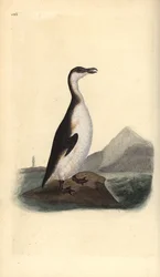 Alkefugl, Pinguinus impennis, jaktet til utryddelse av eggsamlere i 1844. Håndfarget kobberplate tegnet og gravert av Edward Donovan fra hans egen "Natural History of British Birds," London