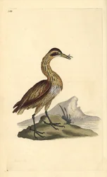 Stor bitter, Botaurus stellaris. Håndfarget kobberplate tegnet og gravert av Edward Donovan fra hans egen "Natural History of British Birds," London