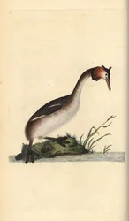 Storspove, Podiceps cristatus. Håndfarget kobberplate tegnet og gravert av Edward Donovan fra hans egen "Natural History of British Birds," London