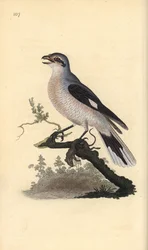 Stor gråskrike (kvinne), Lanius excubitor. Håndfarget kobberplate tegnet og gravert av Edward Donovan fra hans egen "Natural History of British Birds," London