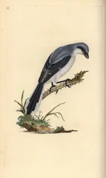 Stor gråskrike, Lanius excubitor. Håndfarget kobberplate tegnet og gravert av Edward Donovan fra hans egen "Natural History of British Birds," London