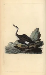 Stor nordlig lom eller dykker, Gavia immer. Håndfarget kobberplate tegnet og gravert av Edward Donovan fra hans egen "Natural History of British Birds," London
