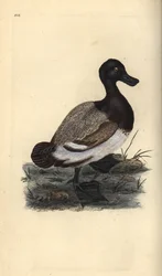 Størsteand, Aythya marila. Håndfarget kobberplate tegnet og gravert av Edward Donovan fra hans egen "Natural History of British Birds," London