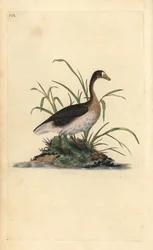 Stor blissgås, Anser albifrons. Håndfarget kobberplate tegnet og gravert av Edward Donovan fra hans egen "Natural History of British Birds," London