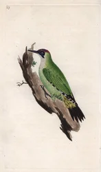 Grønn spett. Picus viridis. Kobberstikk av Edward Donovan (1768-1837), publisert i Natural History of British Birds, London