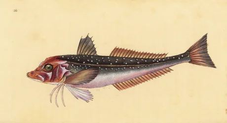 Grå gurnard, Eutrigla gurnardus (Trigla gurnardus). Håndfarget kobberplate tegnet og gravert av Edward Donovan fra hans Natural History of British Fishes, Donovan og F.C. og J. Rivington, London