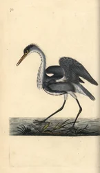 Gråhegre, Ardea cinerea. Håndfarget kobberplate tegnet og gravert av Edward Donovan fra hans egen "Natural History of British Birds," London