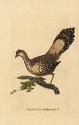 Grå påfuglfasan, Polyplectron bicalcaratum