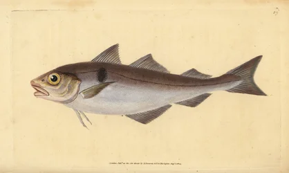 Hyse, Melanogrammus aeglefinus (Gadus aeglefinus). Sårbar. Håndfarget kobberplate tegnet og gravert av Edward Donovan fra hans Natural History of British Fishes, Donovan og F.C. og J. Rivington, London