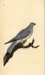 Hønsehøne, Circus cyaneus. Håndfarget kobberplate tegnet og gravert av Edward Donovan fra hans egen "Natural History of British Birds," London