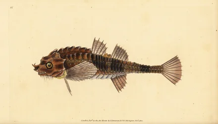 Hooknose, Agonus cataphractus (Pogge eller væpnet oksehode, Cottus cataphractus). Håndfarget kobberplate tegnet og gravert av Edward Donovan fra hans Natural History of British Fishes, Donovan og F.C. og J. Rivington, London