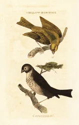 Japansk gulspurv, Emberiza sulphurata og maisspurv, Emberiza calandra