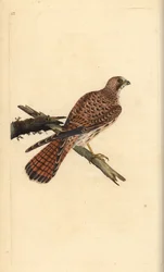 Tårnfalk, Falco tinnunculus, hunn. Håndfarget kobberplate tegnet og gravert av Edward Donovan fra hans egen "Natural History of British Birds," London