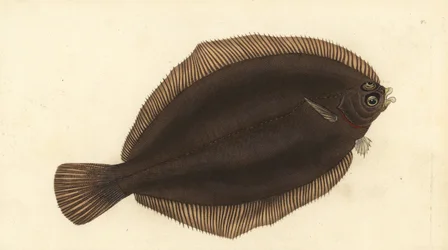 Sitrontunge, Microstomus kitt (Småhodet eller utstryk, Pleuronectes microcephalus). Håndfarget kobberplate tegnet og gravert av Edward Donovan fra hans Natural History of British Fishes, Donovan og F.C. og J. Rivington, London