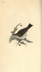 Mindre småkaker, hippolay motacilla. Håndfarget kobberplate tegnet og gravert av Edward Donovan fra hans egen "Natural History of British Birds," London