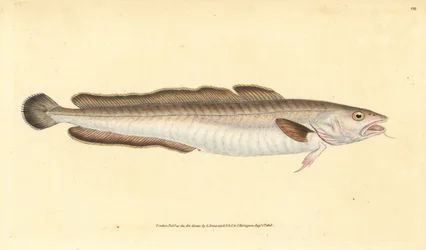Langefisk, Molva molva (Gadus molva). Håndfarget kobberplate tegnet og gravert av Edward Donovan fra hans Natural History of British Fishes, Donovan og F.C. og J. Rivington, London