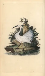 Lille egret, Egreta garzetta. Håndfarget kobberplate tegnet og gravert av Edward Donovan fra hans egen "Natural History of British Birds," London