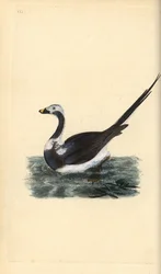 Langhaleand, Clangula hyemalis. Sårbar. Håndfarget kobberplate tegnet og gravert av Edward Donovan fra hans egen "Natural History of British Birds," London