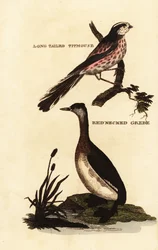 Stjertmeis, Aegithalos caudatus, og gråstrupedykker, Podiceps grisegena