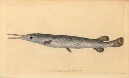 Longnose gar, Lepisosteus osseus (Osseus gar fisk, Esox osseus). Håndfarget kobberplate tegnet og gravert av Edward Donovan fra hans Natural History of British Fishes, Donovan og F.C. og J. Rivington, London