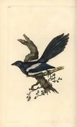 Magpie, Pica pica. Håndfarget kobberplate tegnet og gravert av Edward Donovan fra hans egen "Natural History of British Birds," London