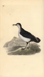 Manx shearwater, Puffinus puffinus. Håndfarget kobberplate tegnet og gravert av Edward Donovan fra hans egen "Natural History of British Birds," London