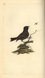Myrmeis, Poecile Palustris. Håndfarget kobberplate tegnet og gravert av Edward Donovan fra hans egen "Natural History of British Birds," London