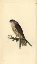 Merlin, Falco columbarius. Håndfarget kobberplate tegnet og gravert av Edward Donovan fra hans egen "Natural History of British Birds," London