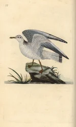 Mew eller vintermåke, Larus canus. Håndfarget kobberplate tegnet og gravert av Edward Donovan fra hans egen "Natural History of British Birds," London