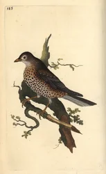 Misteltrost, Turdus viscivorus. Håndfarget kobberplate tegnet og gravert av Edward Donovan fra hans egen "Natural History of British Birds," London