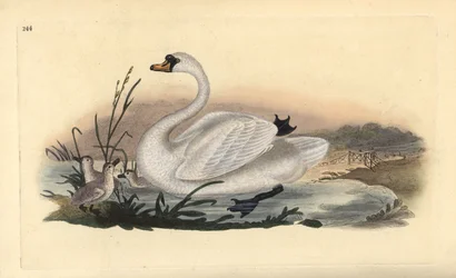 Knopsvane, Cygnus olor, med unger. Håndfarget kobberplate tegnet og gravert av Edward Donovan fra hans egen "Natural History of British Birds," London