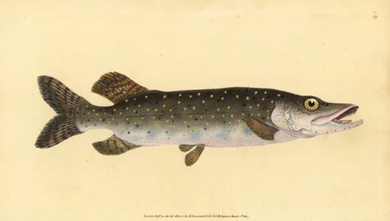 Nordgjedde, Esox lucius. Håndfarget kobberplate tegnet og gravert av Edward Donovan fra hans Natural History of British Fishes, Donovan og F.C. og J. Rivington, London