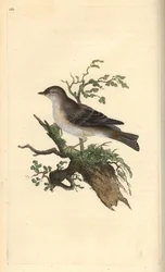 Orphean warbler, Sylvia hydrtensis, eller større småsanger. Håndfarget kobberplate tegnet og gravert av Edward Donovan fra hans egen "Natural History of British Birds," London