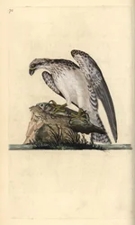 Fiskeørn, Pandion haliaetus, stående på en fanget fisk. Håndfarget kobberplate tegnet og gravert av Edward Donovan fra hans egen "Natural History of British Birds," London