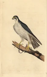 Vandrefalk, Falco peregrinus, lenket til en gren. Håndfarget kobberplate tegnet og gravert av Edward Donovan fra hans egen "Natural History of British Birds," London