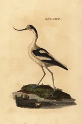 Pied avocetta, Recurvirostra avocetta