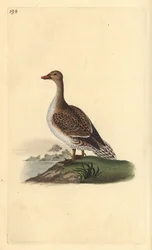 Nålehale, Anas acuta, hunn. Håndfarget kobberplate tegnet og gravert av Edward Donovan fra hans egen "Natural History of British Birds," London