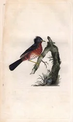 Pitchou warf. Sylvia undata (Sylvia dartfordiensis). Kobberstikk av Edward Donovan (1768-1837), publisert i Natural History of British Birds, London