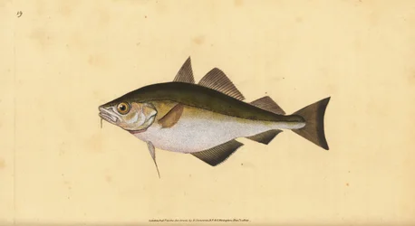 Pouting, Trisopterus luscus (smekke, Gadus luscus). Håndfarget kobberplate tegnet og gravert av Edward Donovan fra hans Natural History of British Fishes, Donovan og F.C. og J. Rivington, London