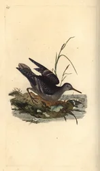 Lilla sandpipe, Calidris maritima. Håndfarget kobberplate tegnet og gravert av Edward Donovan fra hans egen "Natural History of British Birds," London