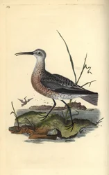 Pygme eller liten krølle, Numenius minutus. Håndfarget kobberplate tegnet og gravert av Edward Donovan fra hans egen "Natural History of British Birds," London