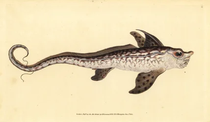 Kaninfisk eller sjømonster, Chimaera monstrosa. Nær truet. Håndfarget kobberplate tegnet og gravert av Edward Donovan fra hans Natural History of British Fishes, Donovan og F.C. og J. Rivington, London
