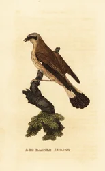 Rødrygg, Lanius collurio