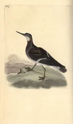 Rødhalset phalarope, Phalaropus lobatus. Håndfarget kobberplate tegnet og gravert av Edward Donovan fra hans egen "Natural History of British Birds," London