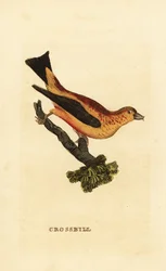 Rødkorsnebb, Loxia curvirostra