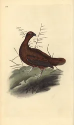 Skotsk lirype, Lagopus lagopus scotica. Håndkolorert kobberstikk tegnet og gravert av Edward Donovan fra hans egen «Naturhistorie over britiske fugler», London