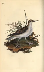 Rød phalarope, Phalaropus fulicarius. Håndfarget kobberplate tegnet og gravert av Edward Donovan fra hans egen "Natural History of British Birds," London