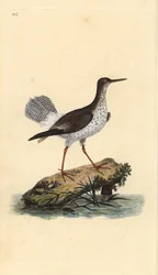 Rød skaft, Tringa totanus. Håndfarget kobberplate tegnet og gravert av Edward Donovan fra hans egen "Natural History of British Birds," London